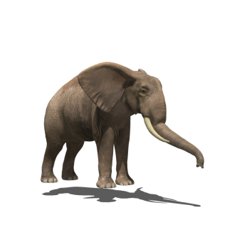 精品动物模型 大象 (1)